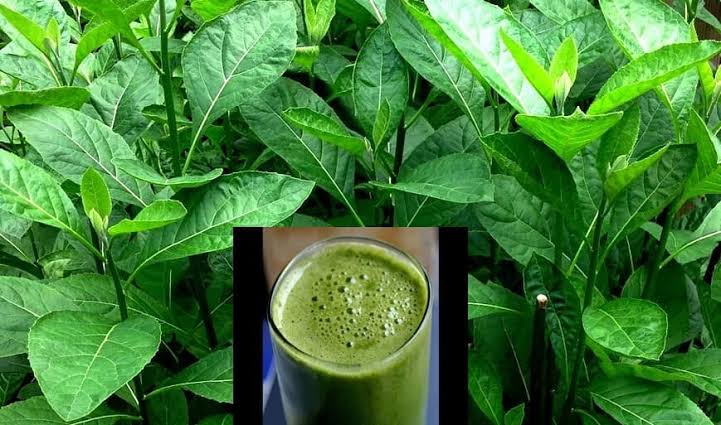 Read more about the article Health benefits of drinking boiled bitter leaf Water