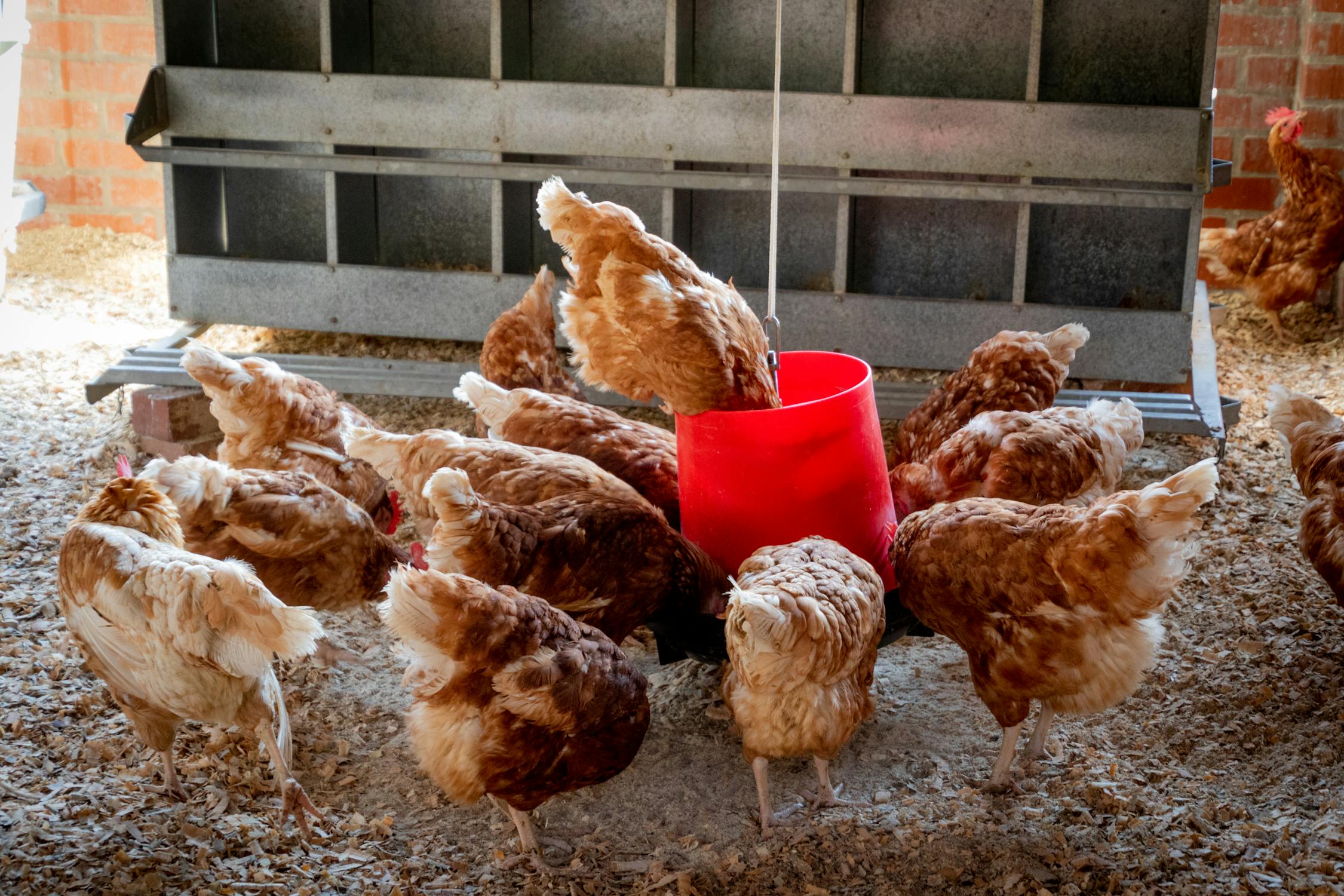 You are currently viewing Poultry farming business plan in nigeria (FREE)