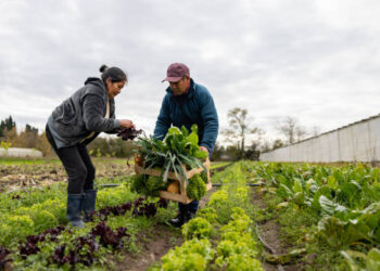 New Zealand Farm Worker Jobs 2026 – High Demand, Visa Options, and Salary Guide